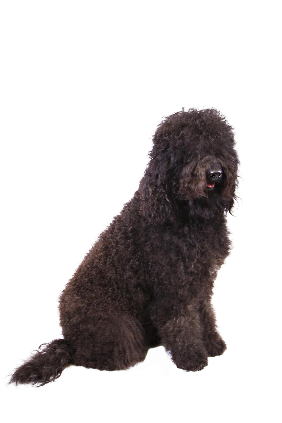 In this Dec. 13, 2013 photo provided by the Westminster Kennel Club is a barbet. The sociable French water dog has made the American Kennel Club's list of recognized breeds. The club announced that the barbet can compete starting Wednesday, Jan. 1, 2020 in traditional, breed-judging shows. (American Kennel Club via AP)