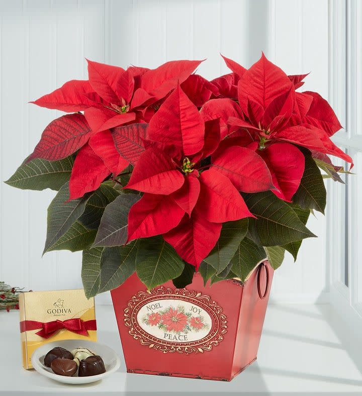 <p>Holiday Traditions Poinsettia in Metal Planter</p><p>1800flowers.com</p><p>$54.99</p><p><a href="https://go.redirectingat.com?id=74968X1596630&url=https%3A%2F%2Fwww.1800flowers.com%2Fholiday-traditions-poinsettia-158172&sref=https%3A%2F%2Fwww.countryliving.com%2Fgardening%2Fgarden-ideas%2Fa34897144%2Fpoinsettia-care%2F" rel="nofollow noopener" target="_blank" data-ylk="slk:Shop Now;elm:context_link;itc:0;sec:content-canvas" class="link ">Shop Now</a></p><span class="copyright">1800flowers.com</span>