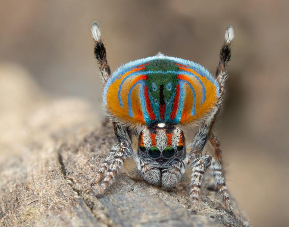 Peacock spiders are found only in Australia. Joseph Schubert