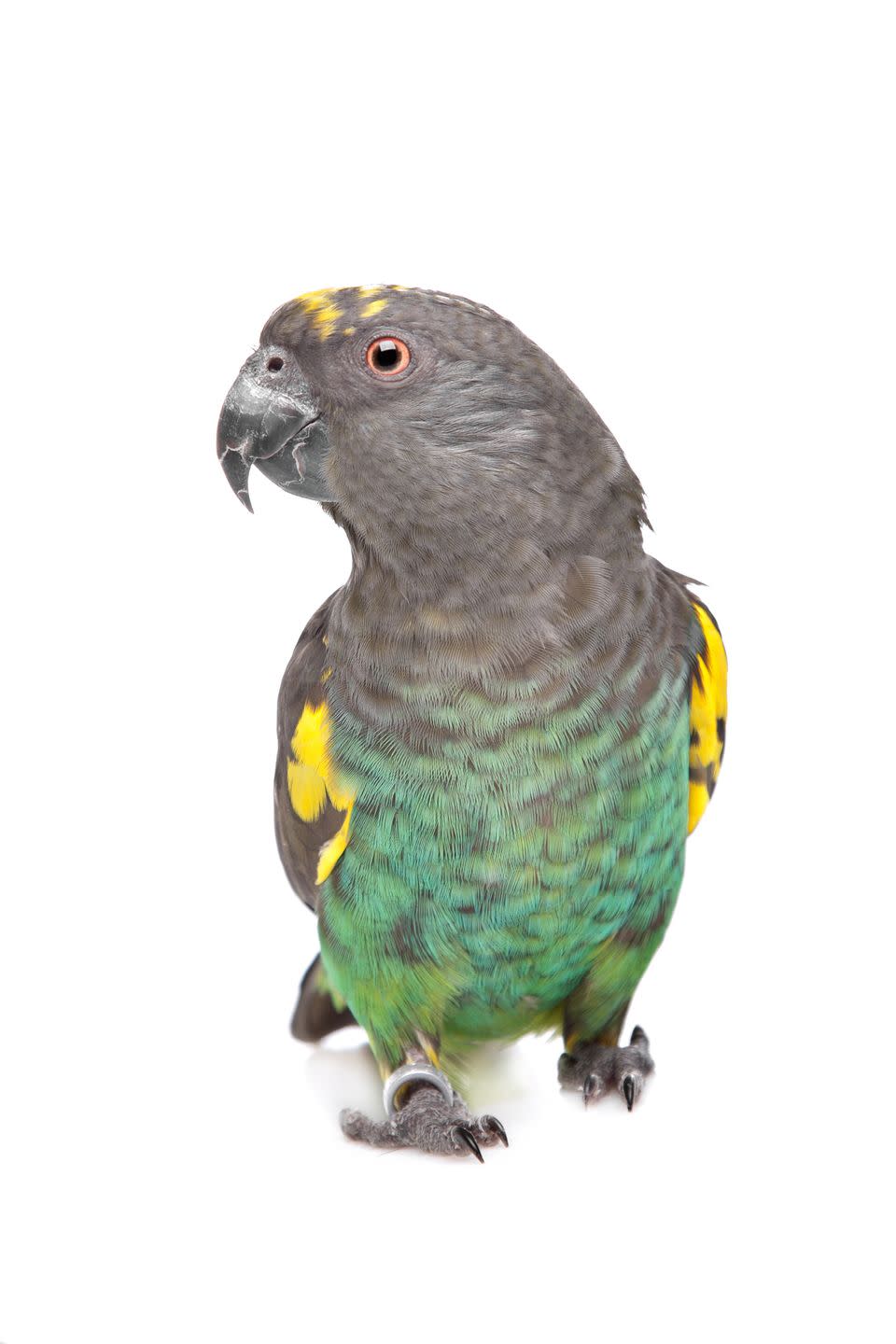 10) Meyer's Parrot