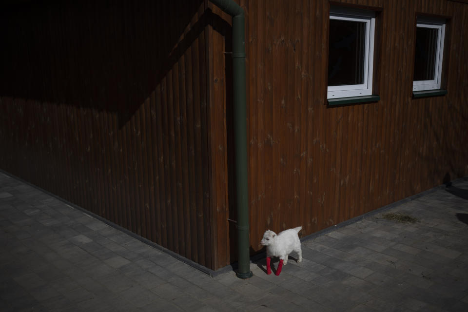 Sascha, a baby goat with deformed hoofs rescued from Ukraine, walks with stumps at the Ada veterinarian clinic in Przemysl, Poland, Monday, March 14, 2022. A veterinarian clinic in the eastern Poland has set up a rescue service for the pets left behind in Ukraine during the war. They have already helped rescue more than 400 animals from the war zone. (AP Photo/Daniel Cole)