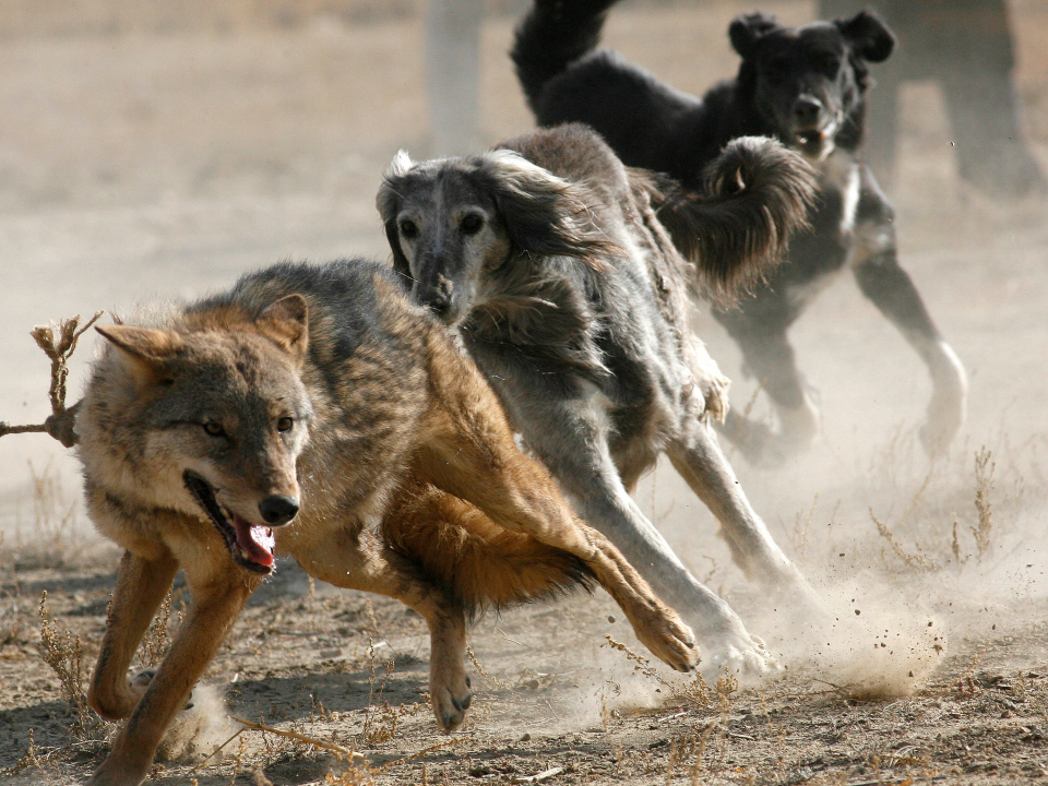 dogs wolves run chase hunt