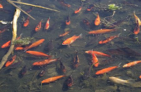 Goldfish swim in the shallows of Teller Lake #5 outside of Boulder, Colorado April 10, 2015. REUTERS/Rick Wilking