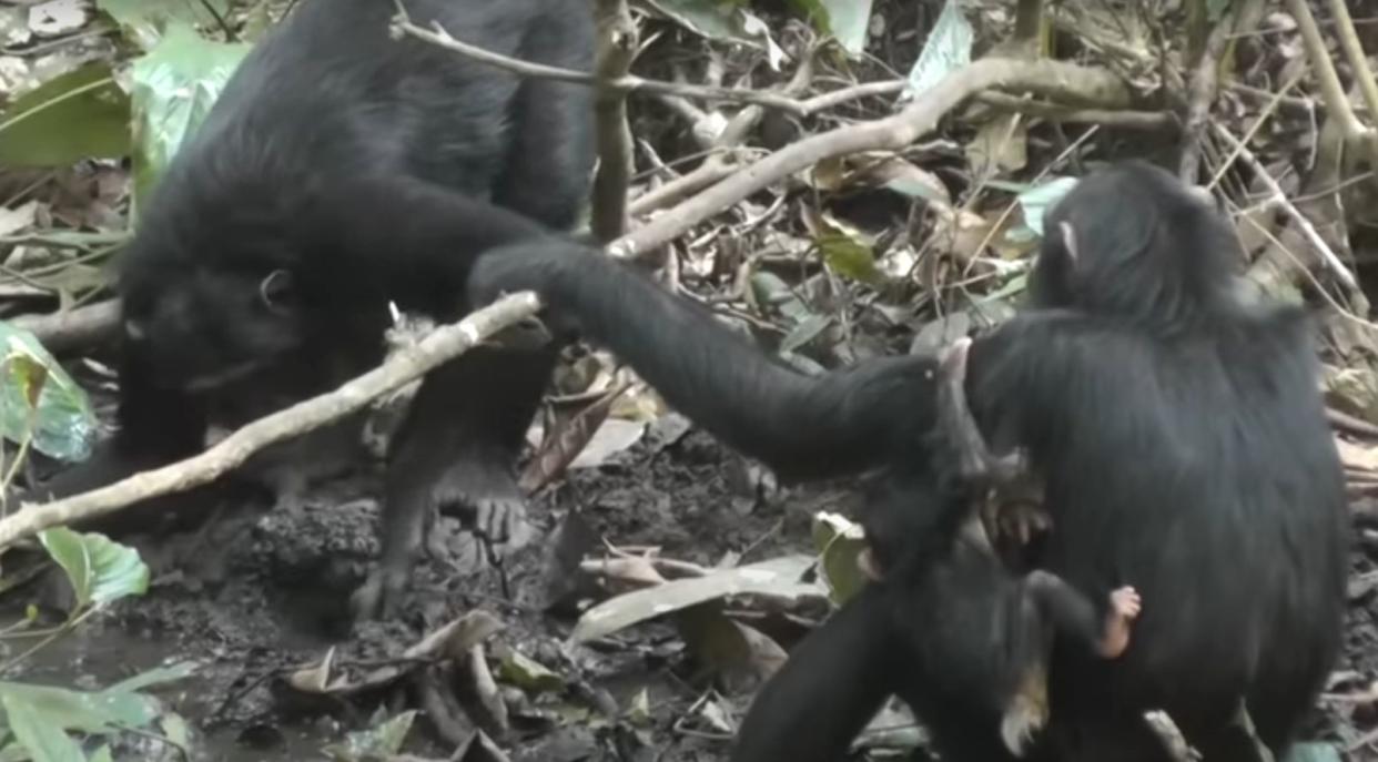 Investigadores británicos graban por primera vez a un grupo de chimpancés excavando pozos para extraer agua