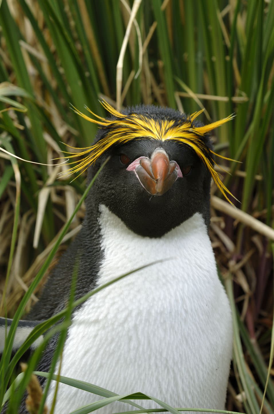 Macaroni penguins were named for their fashion sense.