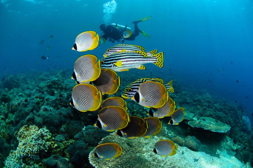 Scuba diving is now popular in Lombok - Credit: © Mike Veitch / Alamy Stock Photo/Mike Veitch / Alamy Stock Photo