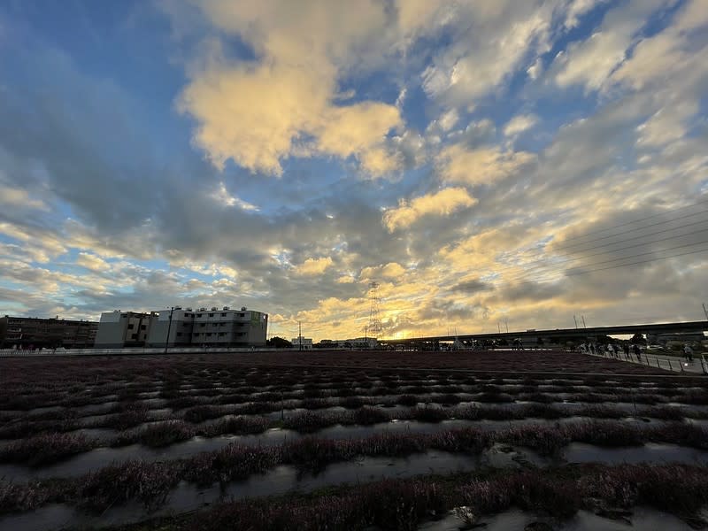 2020 桃園仙草花節