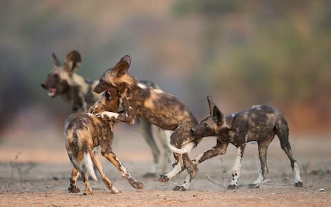 Wild dogs Mana Pools - Credit: istock