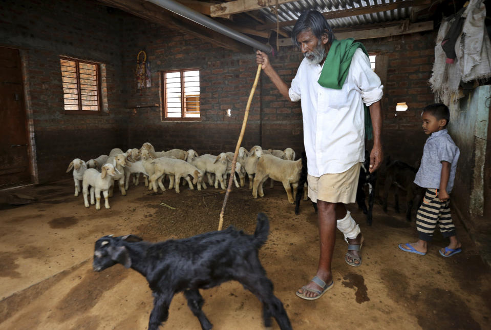 Kalmane Kamegowda, a 72-year-old shepherd, attends to his sheep at his home in Dasanadoddi village, 120 kilometers (75 miles) west of Bengaluru, India, Wednesday, Nov. 25, 2020. Kamegowda, who never attended school, says he's spent at least $14,000 from his and his son’s earnings, mainly through selling sheep he tended over the years, to dig a chain of 16 ponds on a picturesque hill near his village. (AP Photo/Aijaz Rahi)