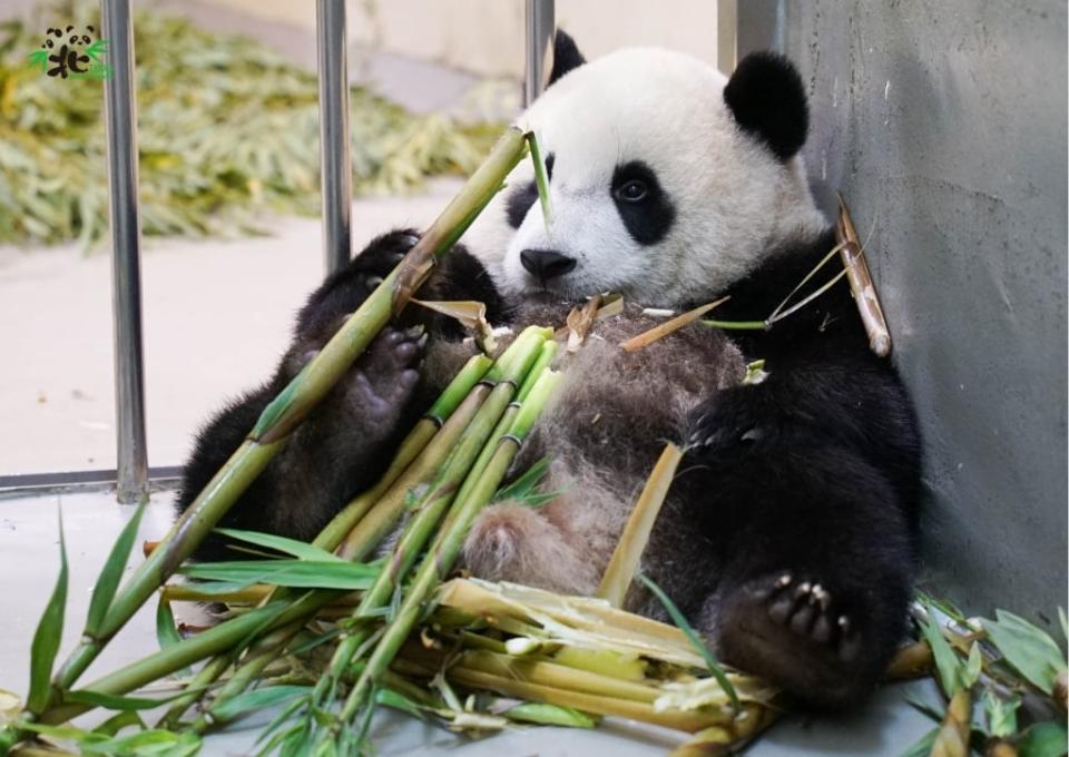 動物園封園大貓熊「筍照吃、覺照睡」！團團見保育員戴面罩看傻眼