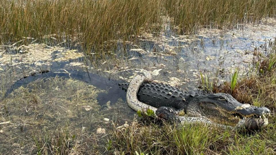 同為3公尺身長的蟒蛇大戰鱷魚，畫面相當罕見。（圖／翻攝自Alligators of Florida@Alison Joslyn　Facebook）