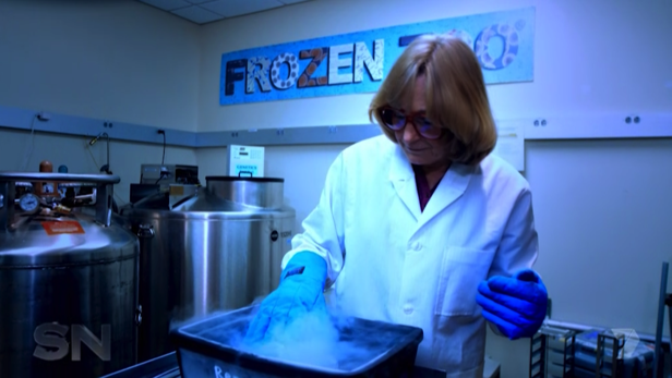 In the frozen zoo there are thousands of animal samples that could prevent extinction.