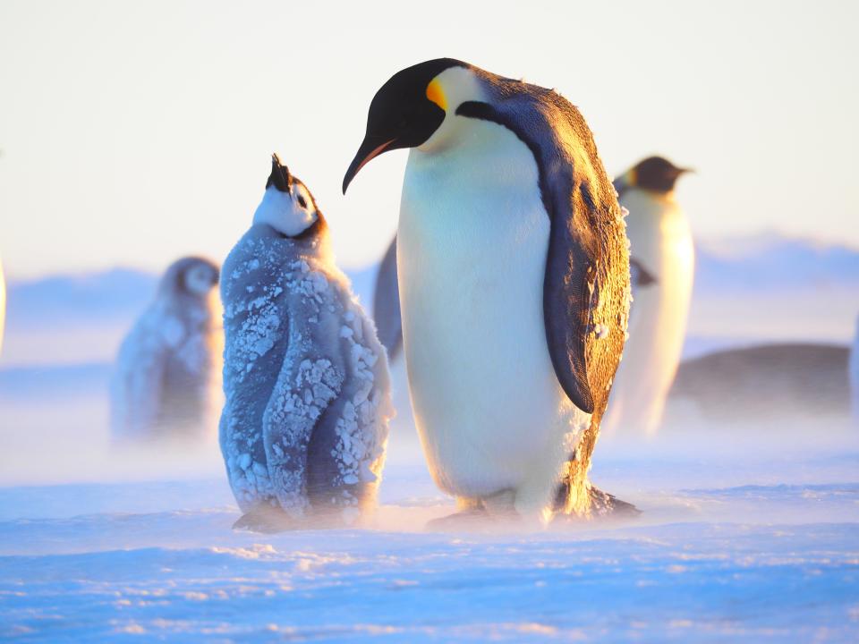 A four-month old emperor penguin chick is fed by its parent at Atka Bay in Dronning Maud Land, Antarctica.