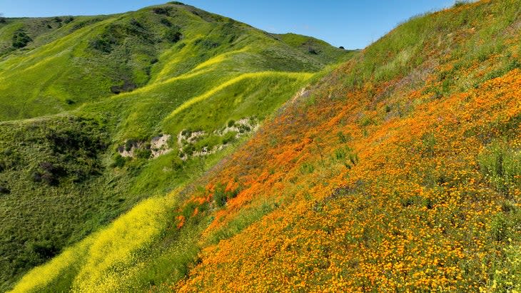 wildflowers