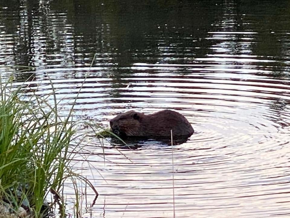 The City of Cranbrook, B.C., wants to relocate a family of beavers from Idlewind Park. Local citizens say more needs to be done to keep them there. (Submitted by Colleen Bailey - image credit)