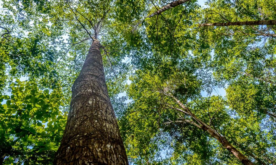 Looking up from the base of a tall tree to the canopy and the sky.