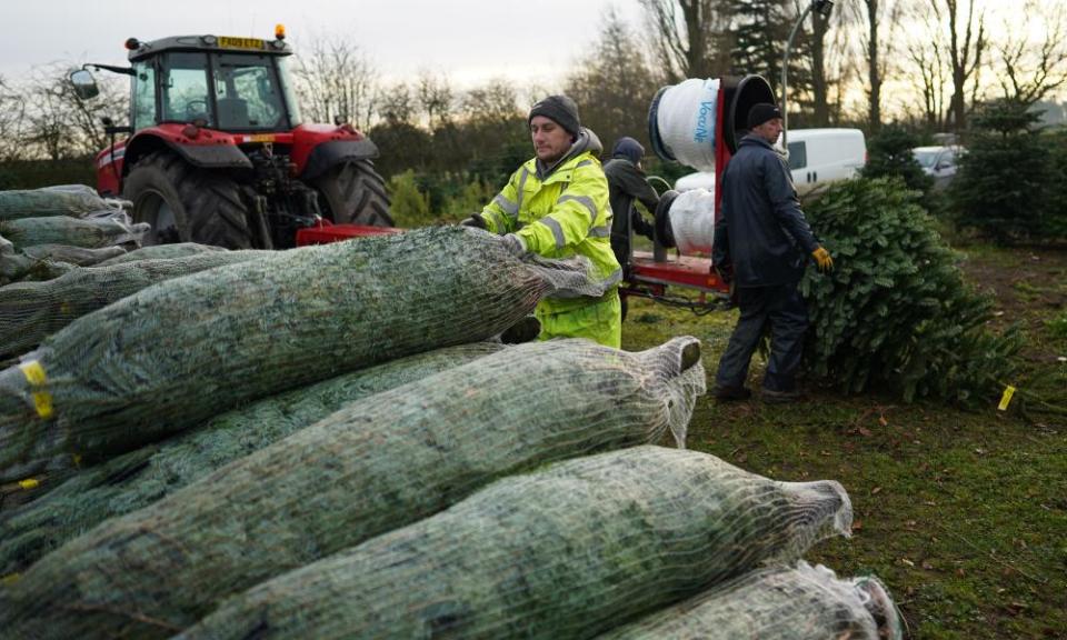 Trees from York Christmas Trees are stacked for loading onto pallets