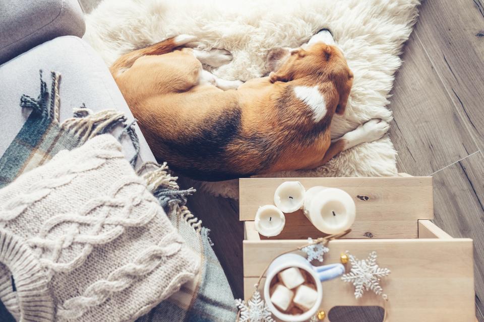 Cozy home, beagle sleeps at the floor in living room, Christmas atmosphere