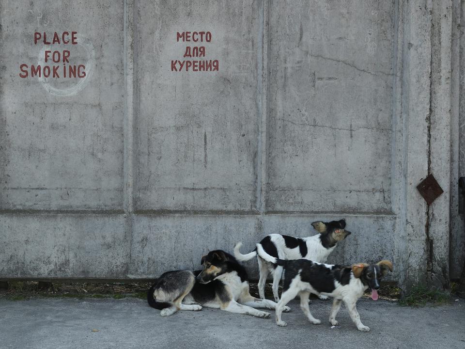 Tagged, stray dogs lounge outside a cafeteria at the Chernobyl nuclear power plant on August 19, 2017 near Chernobyl, Ukraine.