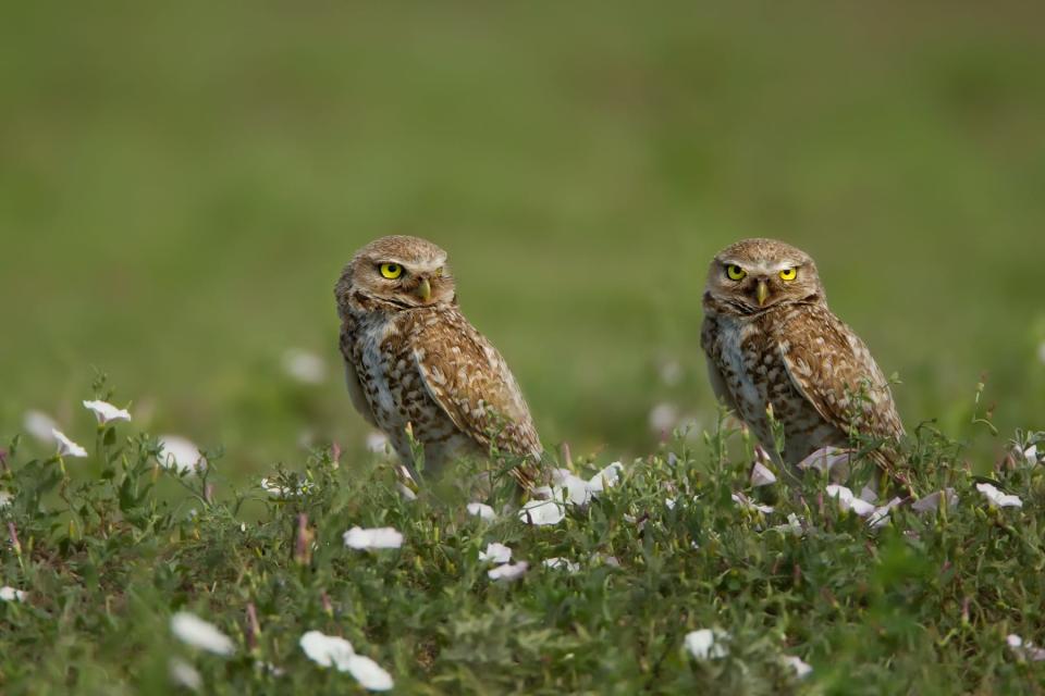 Burrowing owls are often seen at Colorado's Rocky Mountain Arsenal National Wildlife Refuge.