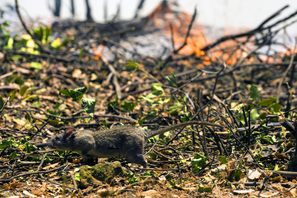 A mouse runs away from the Apple Fire in Cherry Valley, Calif., Saturday, Aug. 1, 2020. A wildfire northwest of Palm Springs flared up Saturday afternoon, prompting authorities to issue new evacuation orders as firefighters fought the blaze in triple-degree heat. (AP Photo/Ringo H.W. Chiu)