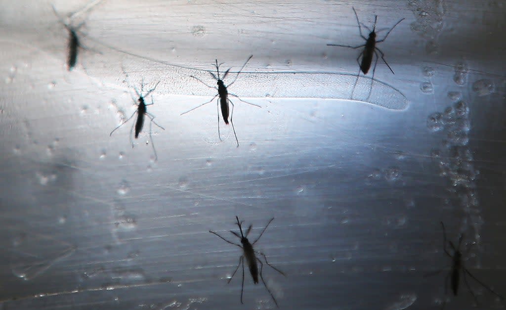 Aedes aegypti mosquitos are seen in a lab at the Fiocruz Institute on June 2, 2016 in Recife, Brazil (Getty Images)
