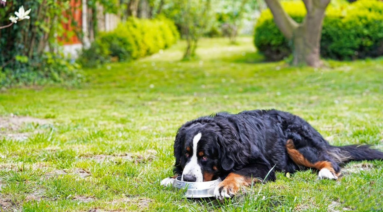  Bernese Mountain Dog lying in grass in the garden, eating from the bowl, looking up, guarding his food. 