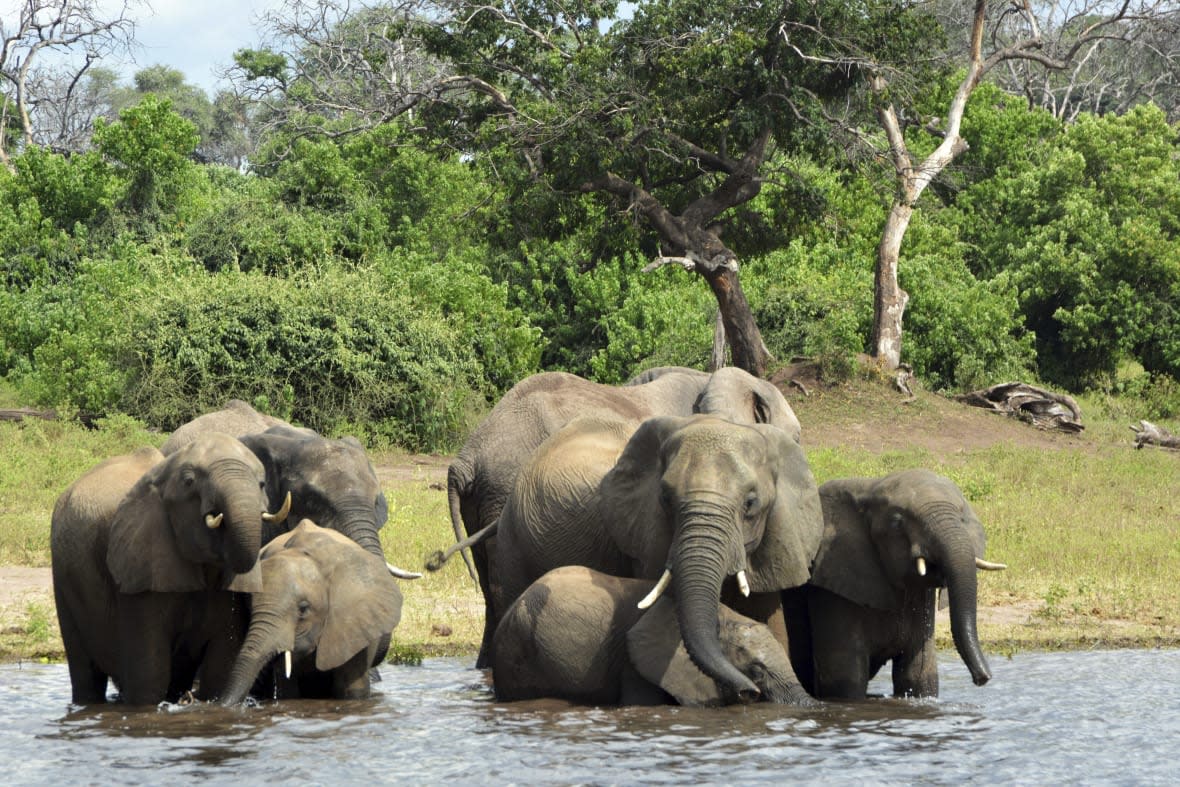 FILE – Elephants in the Chobe National Park in Botswana on March 3, 2013. In Africa’s Okavango delta, drilling for oil exploration, as well as human-caused climate change, has altered the landscape that so many people and wildlife species rely on. Nearby Chobe National Park has seen a decline in river quality partly due to its burgeoning tourism industry, a study found. (AP Photo/Charmaine Noronha, File)