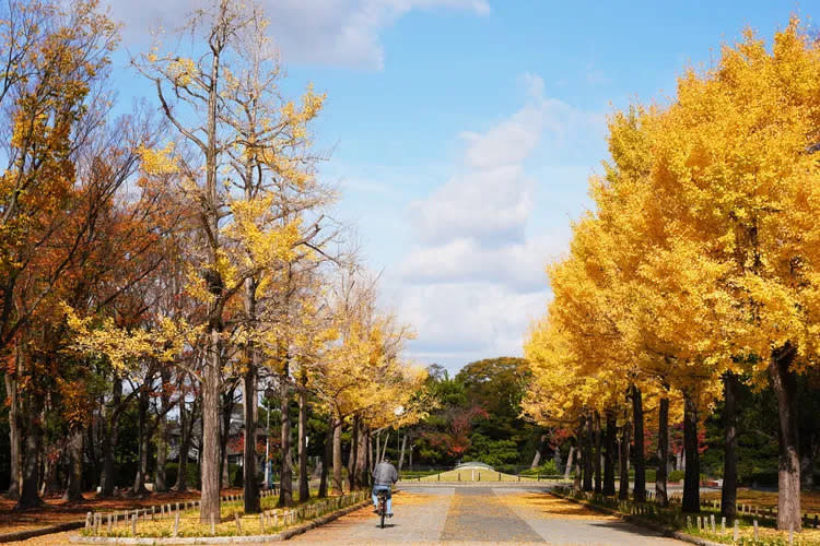 大仙公園內亦相當值得順遊，圖為平和塔前銀杏大道。黃盈甄攝