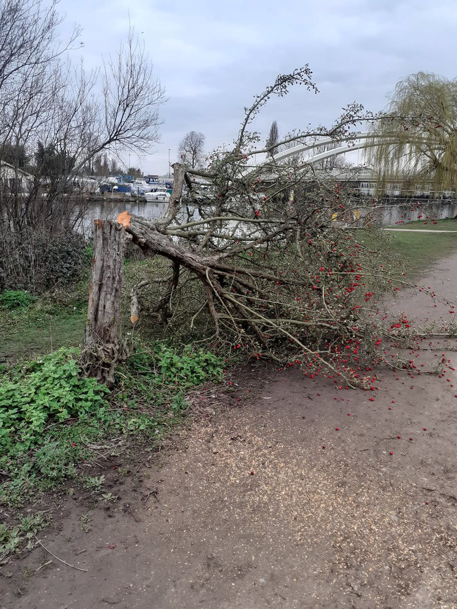 Trees cut down on busy roads, walkways and along the banks of the River Thames in the Cowey Sale area of Walton-on-Thames, Surrey. See SWNS story SWNNtrees. An upmarket town is in uproar after a chainsaw vandal felled more than a dozen trees in a spate of mysterious attacks. Huge trees by busy roads, walkways and along the banks of the River Thames have been scythed down by the phantom lumberjack. Police are investigating the seemingly random attacks that targeted trees in the Cowey Sale area of Walton-on-Thames, Surrey, which is in an area of outstanding natural beauty. Locals started noticing stumps appearing in the picturesque area at the end of last month, with some saying similar vandalisms occurred in nearby Weybridge.
