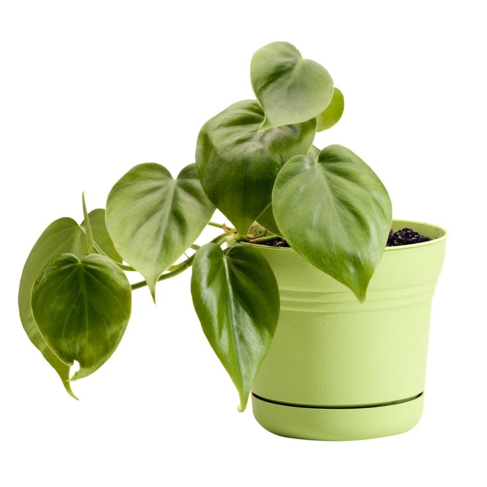 3) Philodendron Green