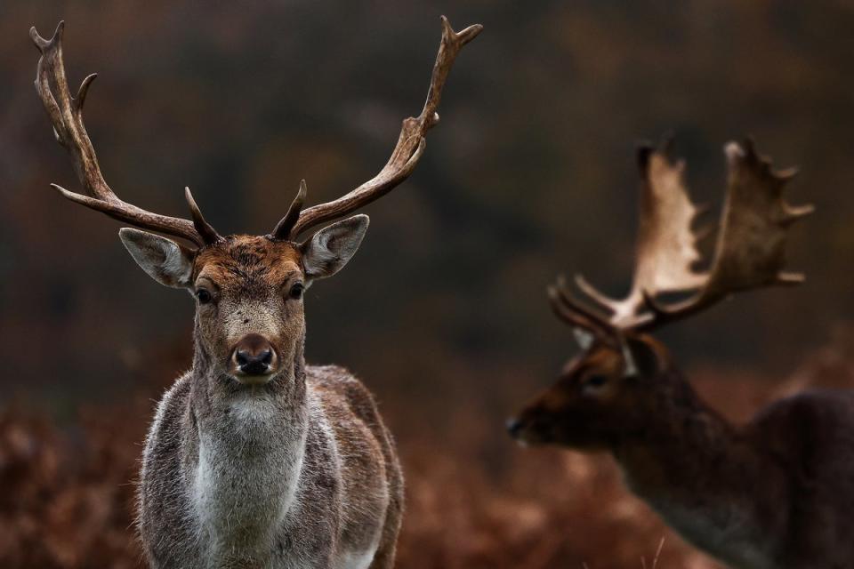 Richmond Park and Bushy Park are home to more than 1,000 free-roaming red and fallow deer (Getty)