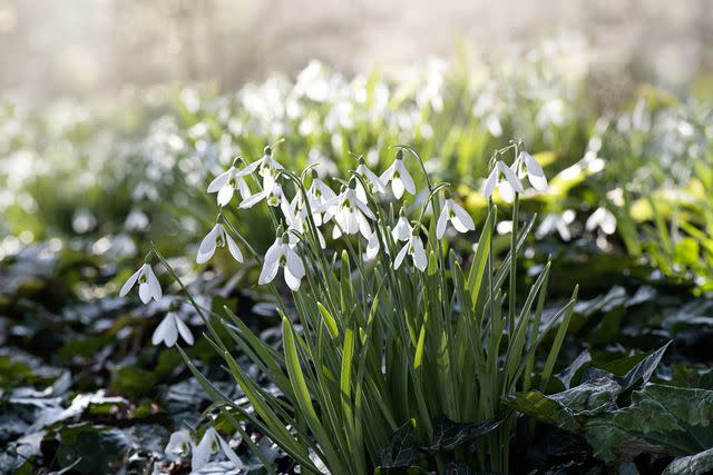 <p>Jacky Parker Photography / Getty Images</p> Snowdrops