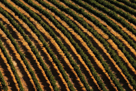 Vineyards are seen near Cape Town, South Africa, February 3, 2018. After two years of drought, concerns are growing around agriculture as the city faces "Day Zero", the point at which taps will be shut down across the city as dams run dry. REUTERS/Mike Hutchings