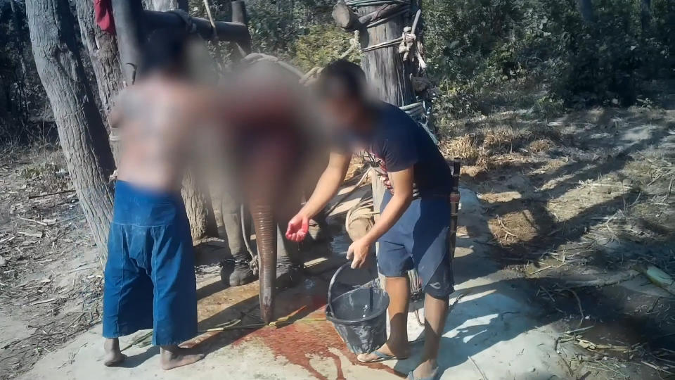 There is blood on the ground. Mahouts clean the wounds of a young elephant after training. It is restrained inside a crush.