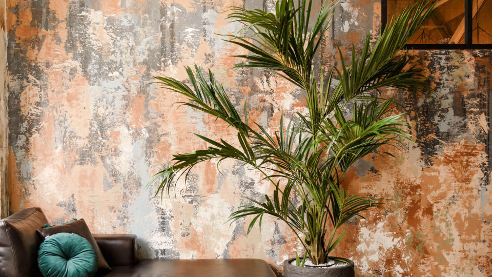 These tall houseplants will elevate your interior space with their shapely good looks