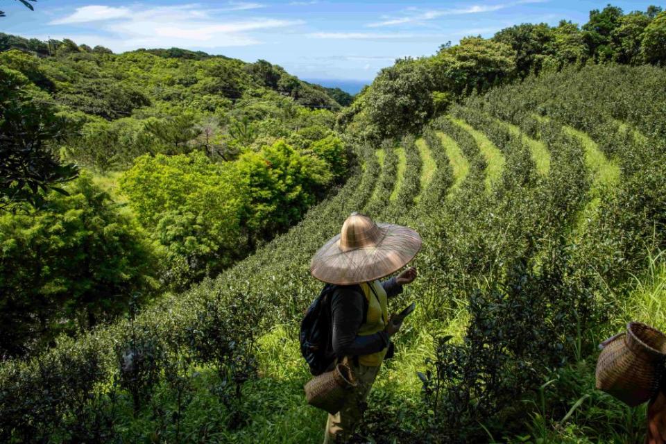 石門茶園採茶體驗。（新北市觀旅局提供）