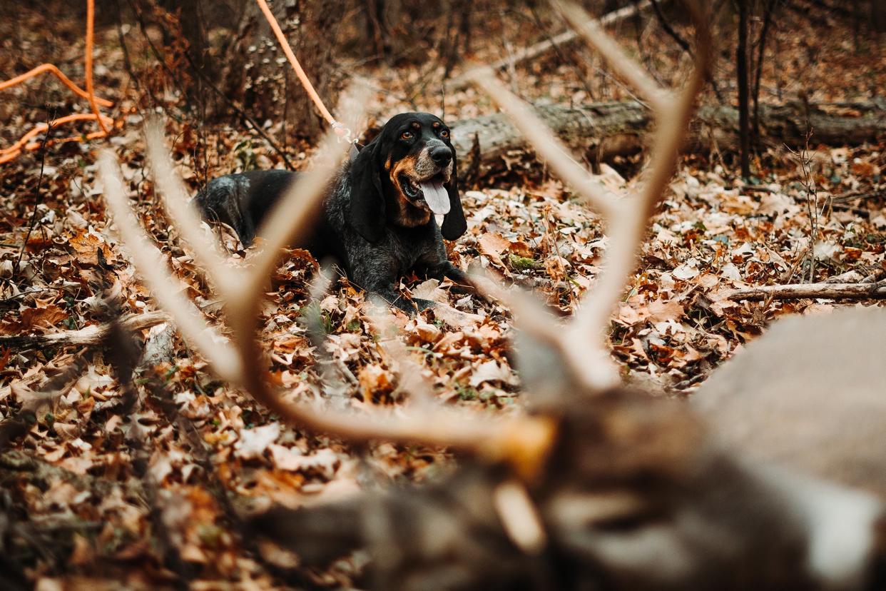 blood tracking dog whitetail buck