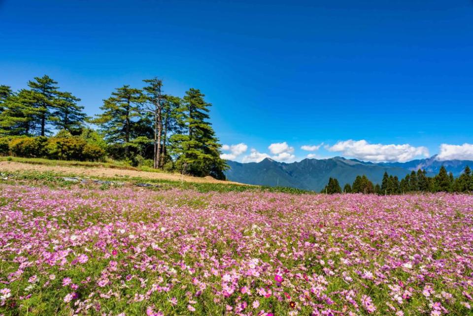 [KKday Signature Tour] Wuling Farm & Fushoushan Private/Shared Day Tour from Taipei or Yilan | Taiwan. (Photo: KKday SG)