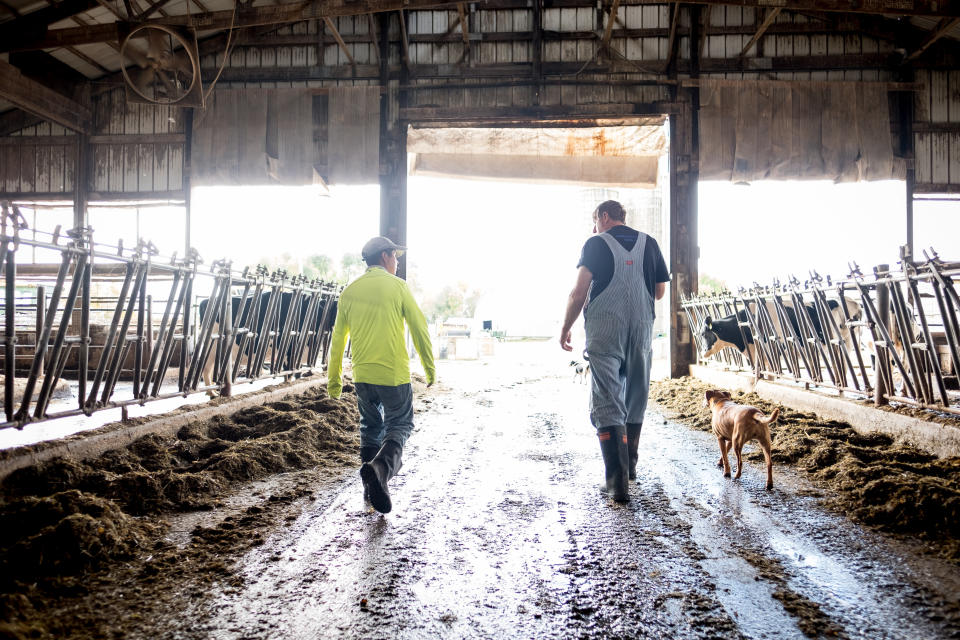 Tecpile and Rosenow walk through the cow barn at the farm. (Photo: Caroline Yang for HuffPost)