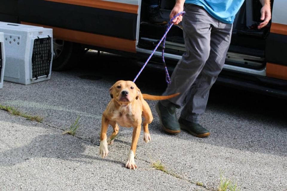 You can help animal-related flood relief efforts by fostering or adopting from the Kentucky Humane Society or donating to Eastern Kentucky animal shelters.