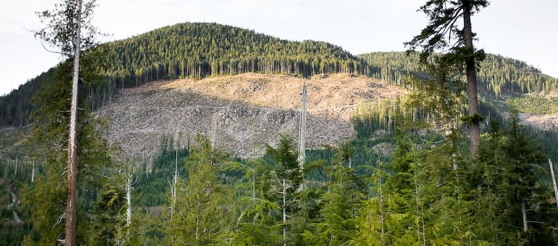 Une colline boisée où manque une grande section d’arbres