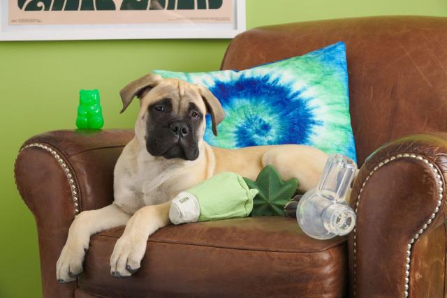 BarkBox Weed-Themed 4/20 Dog Toys to Buy in 2022 - Funny Dog Toys to  Celebrate 4/20