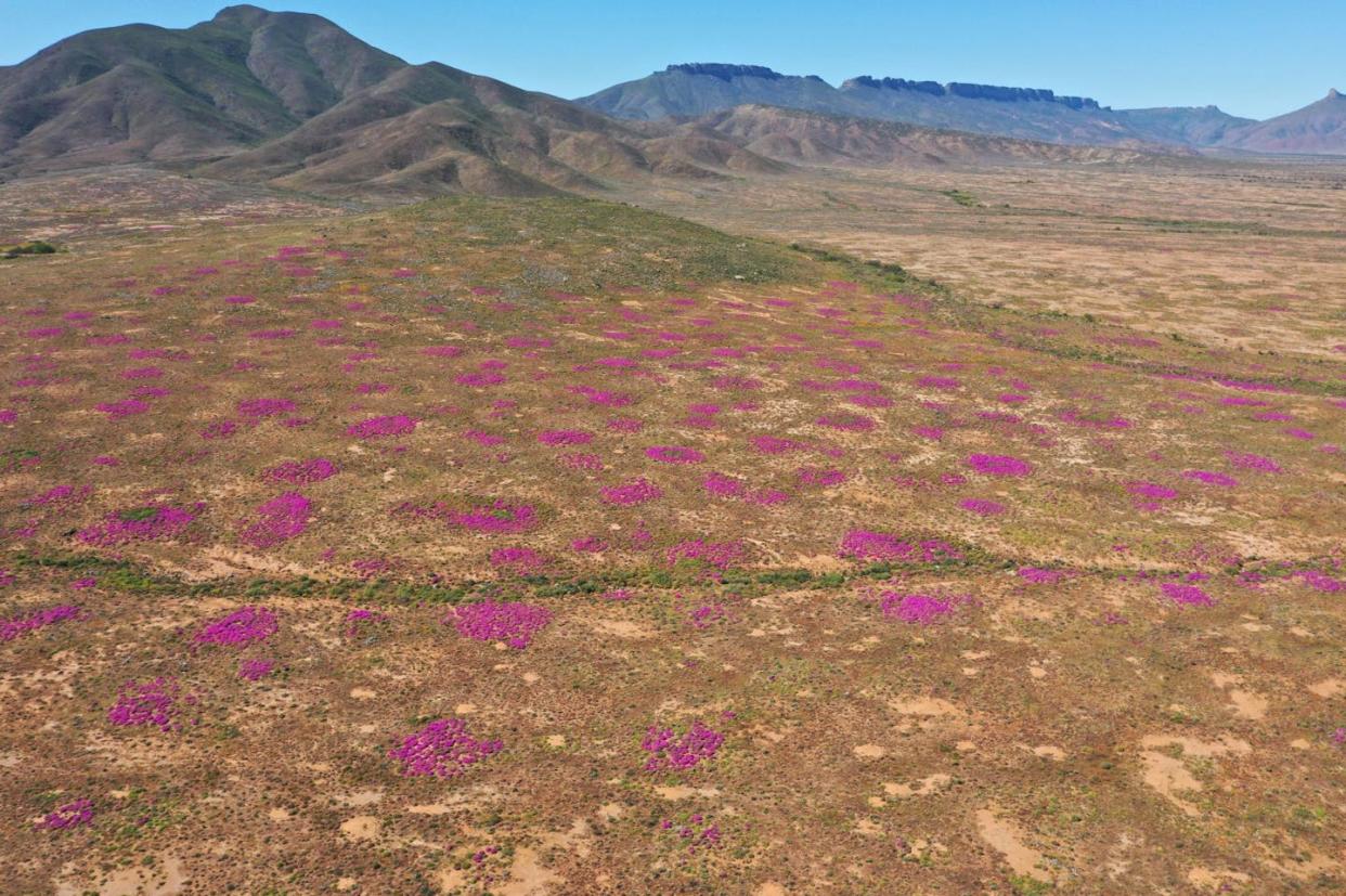 Purple spring flowers growing on termite mounds in Namaqualand. A Potts, Author provided