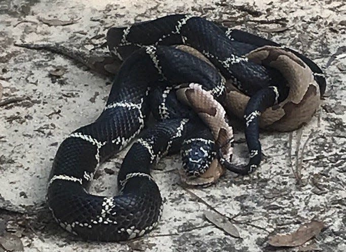 A king snake eating a copperhead in Burke County, Georgia.