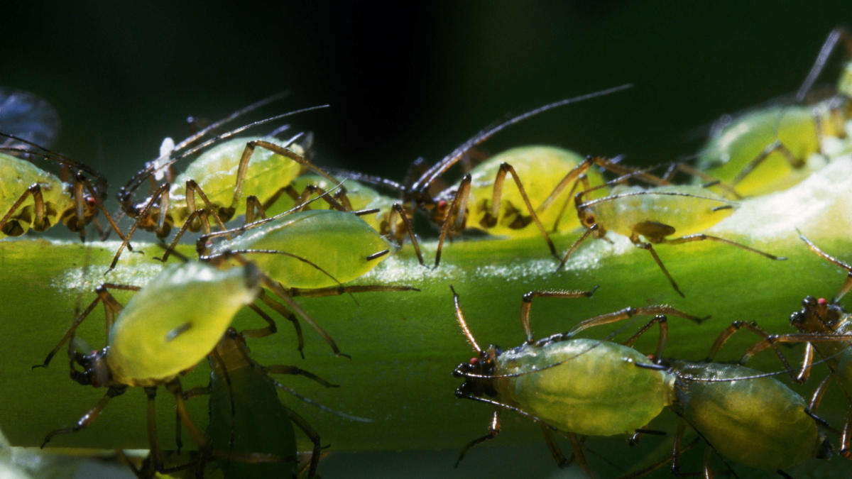 Invasion of Tiny Flying Insects Sweeps New York City