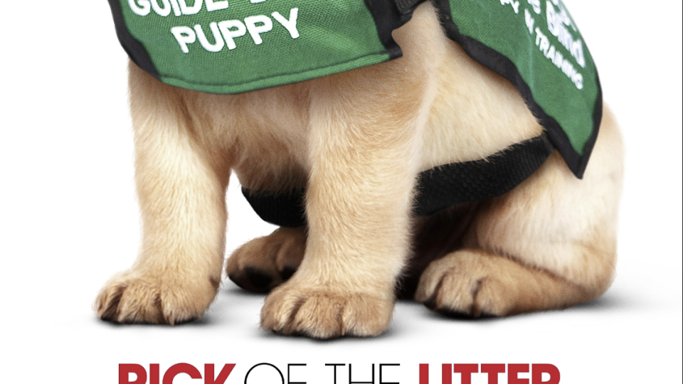 pick of the litter movie