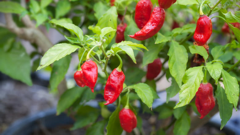 ghost peppers growing on plants