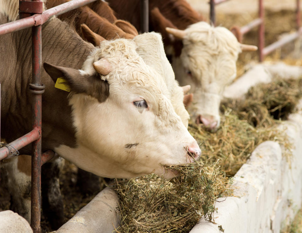 Alfalfa cow