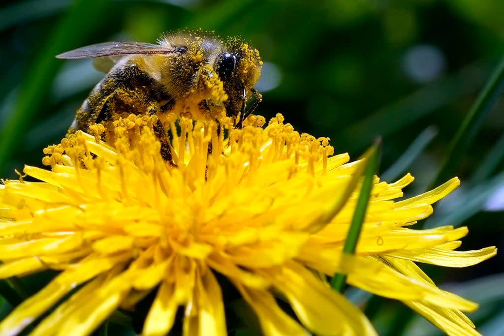 An estimated 70 per cent of McElrea’s bees died  (Copyright 2022 The Associated Press. All rights reserved.)